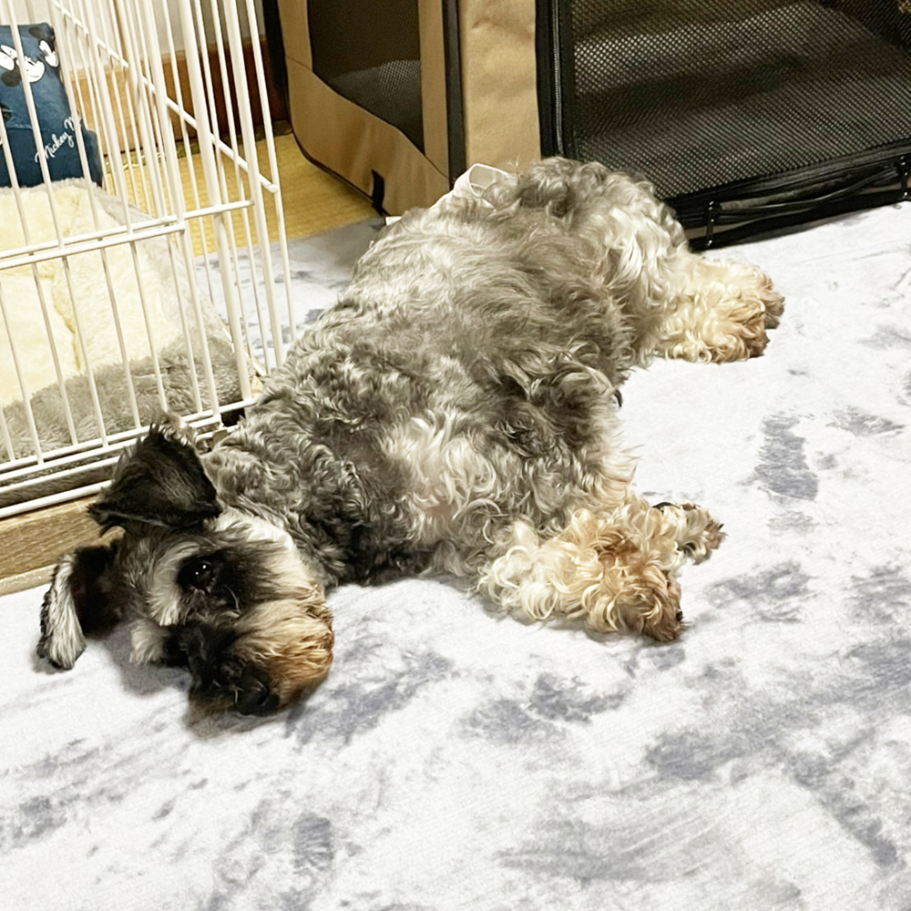 卒業犬ジャンプちゃんの近況☆
